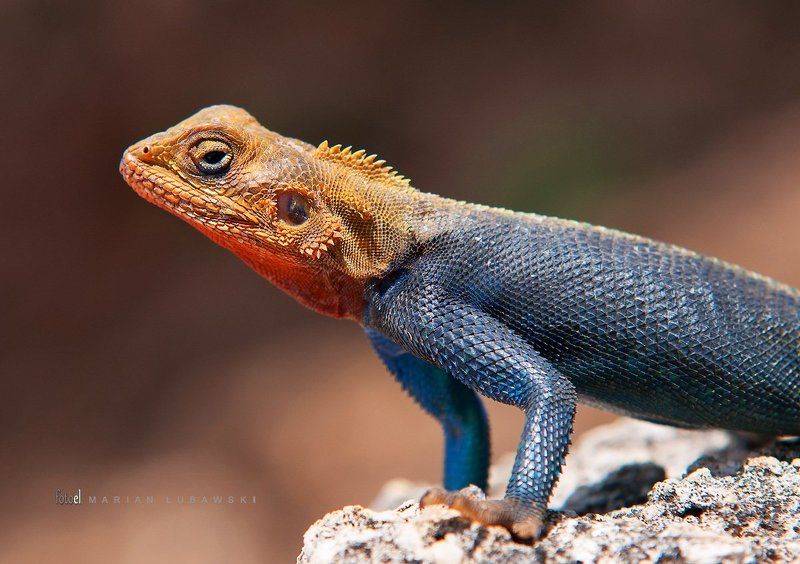 AGAMA фото превью