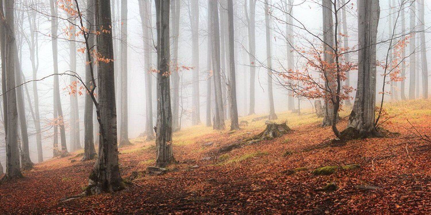 , Ирина Костова