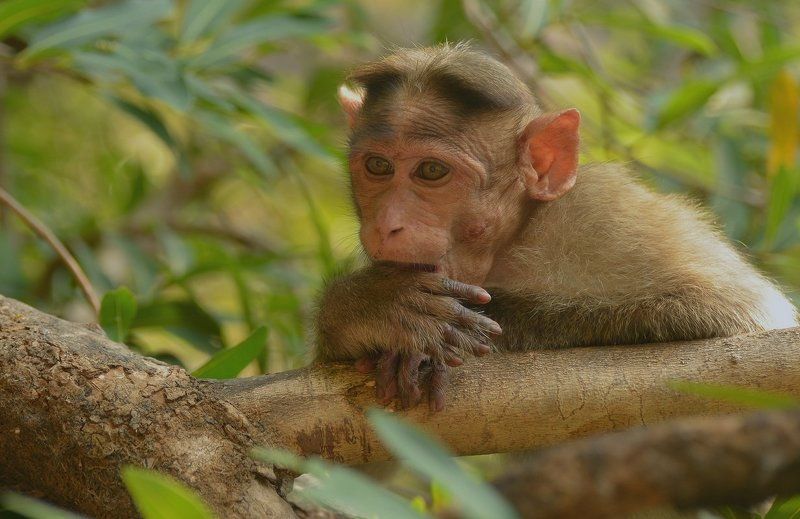 Философ фото превью
