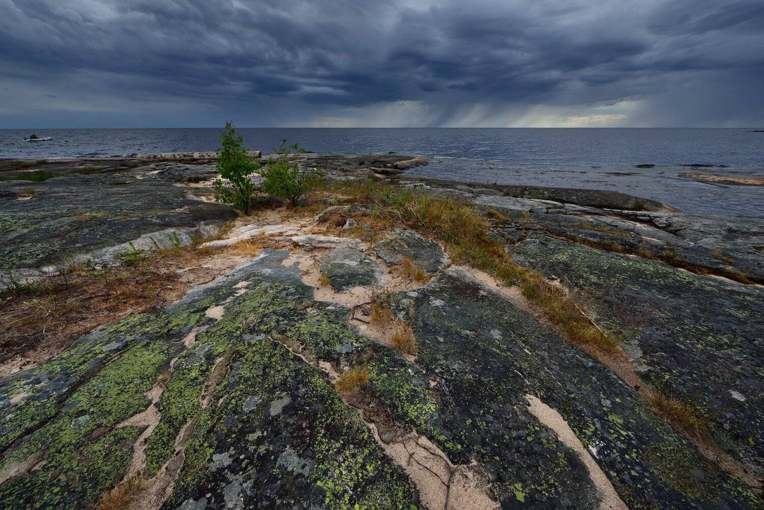 , Максим Евдокимов