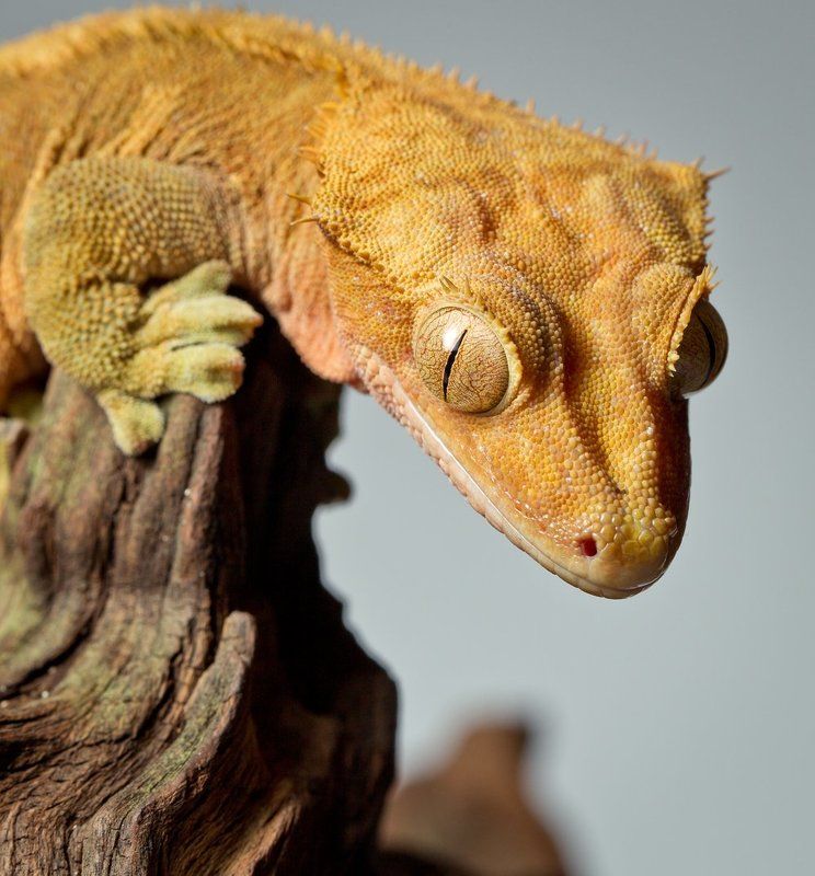 TerraSet фото превью