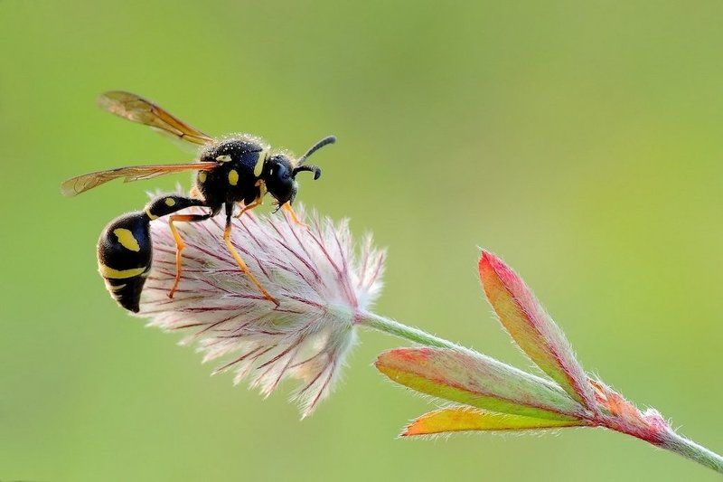 Тушение жажду ... фото превью