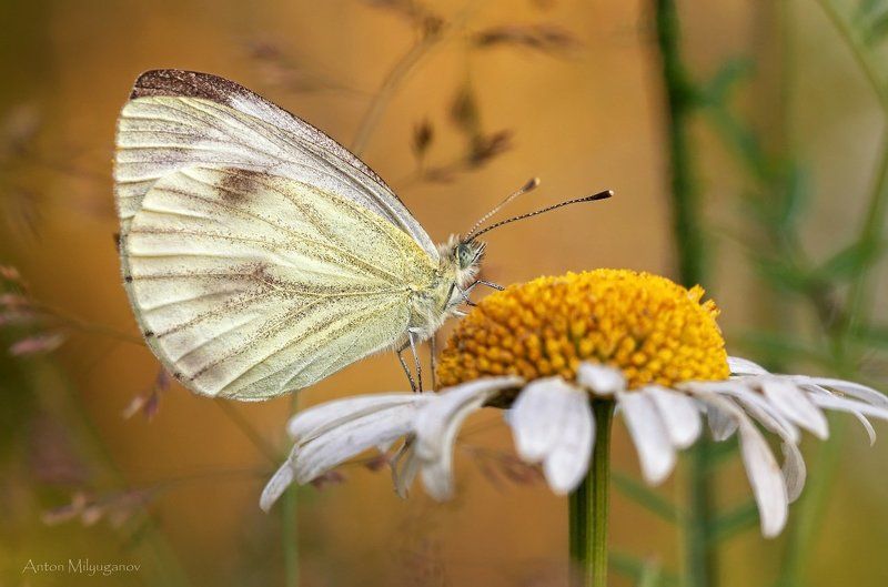Макро, Природа Гигиена прежде всего фото превью
