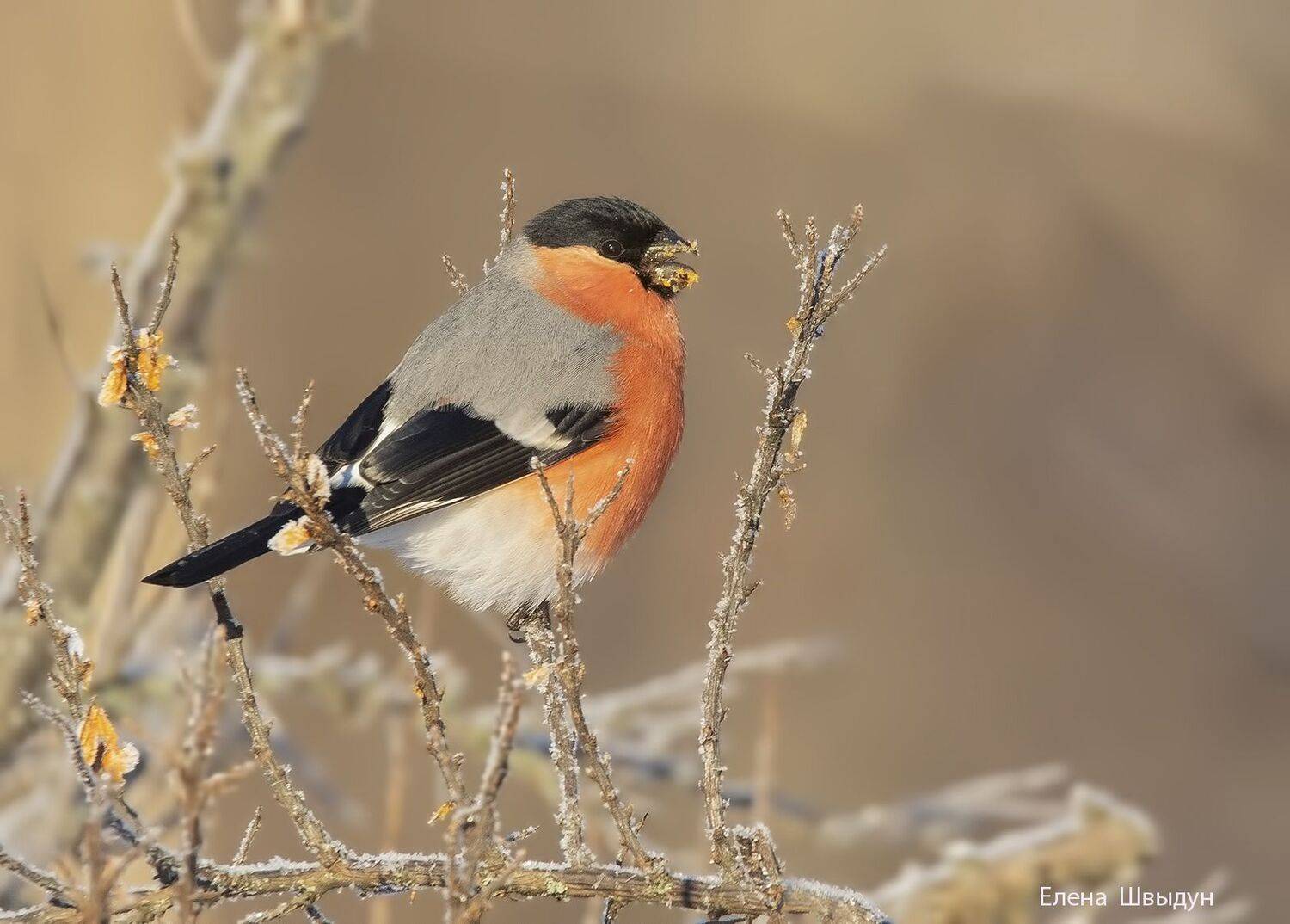 bird of prey, animal, birds, bird,  animal wildlife,  nature,  animals in the wild, снегирь, bullfinch, птицы, птица, Елена Швыдун