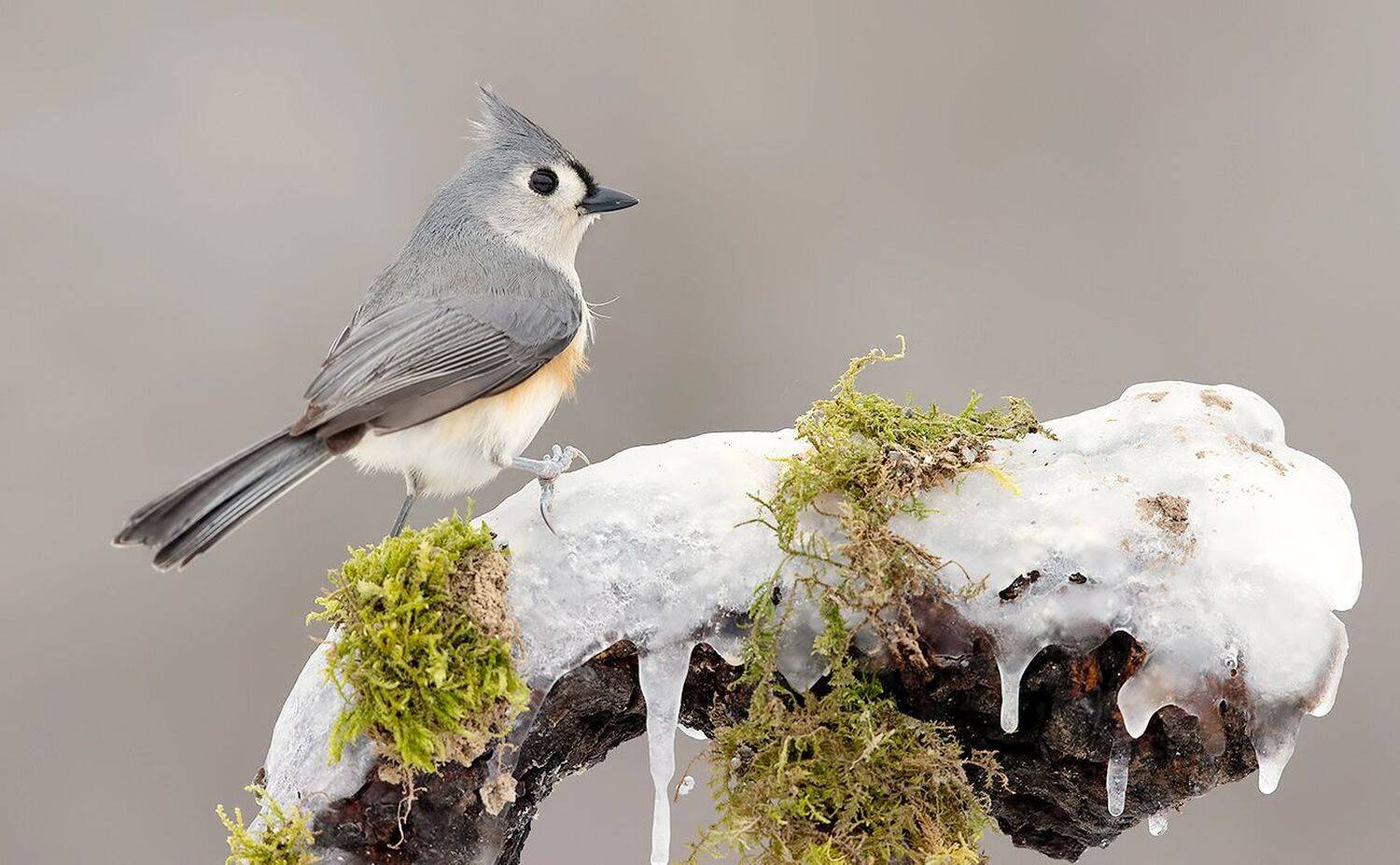 tufted titmouse, острохохлая синица,  синица,  titmouse, птицы на снегу, зима, Elizabeth Etkind