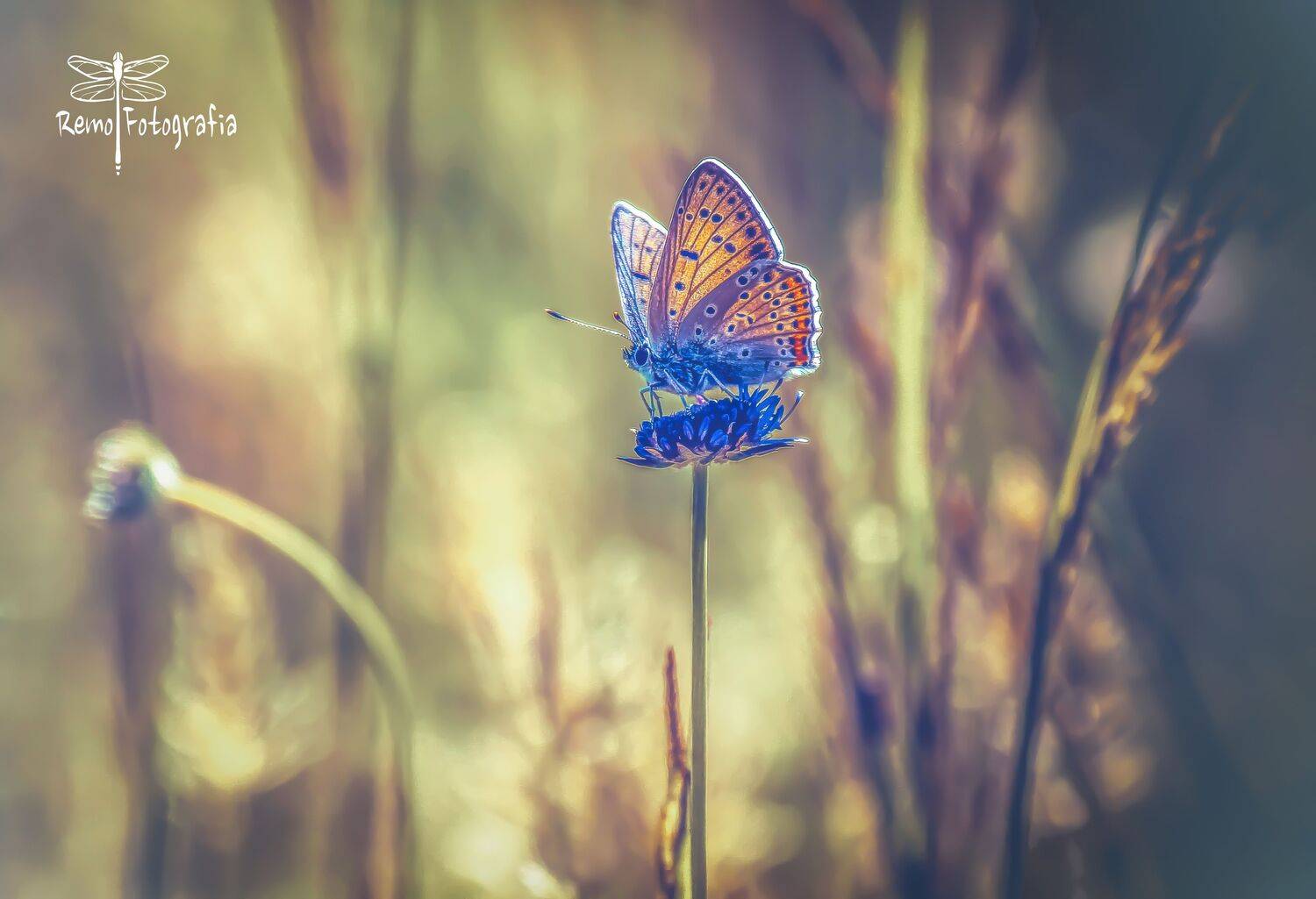 , Nowakowski Remigiusz