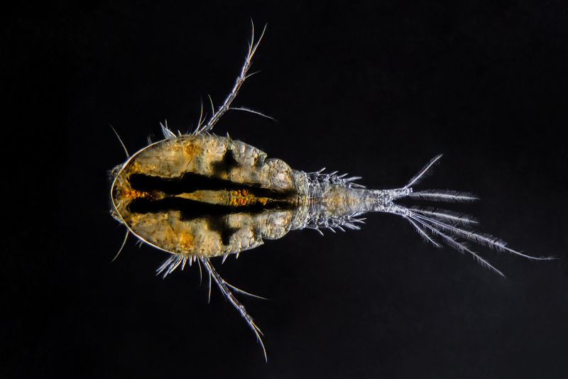 Copepod фото превью