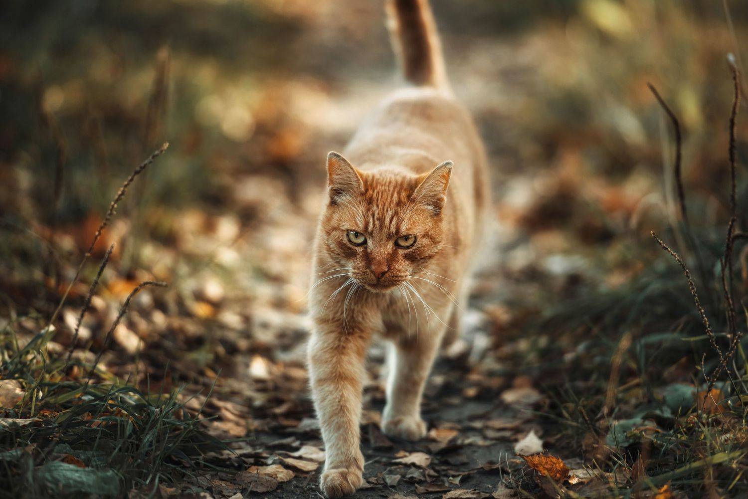 кот, трава, зелень, крупный, план, brutal, cat, muzzle, Сальников Евгений