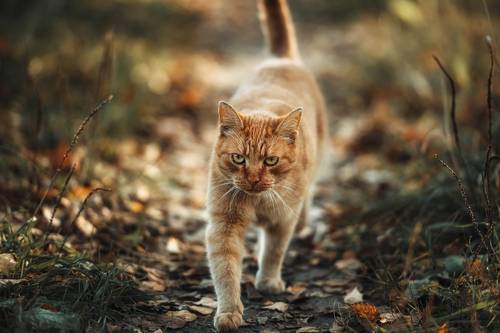 Настоящий котяра