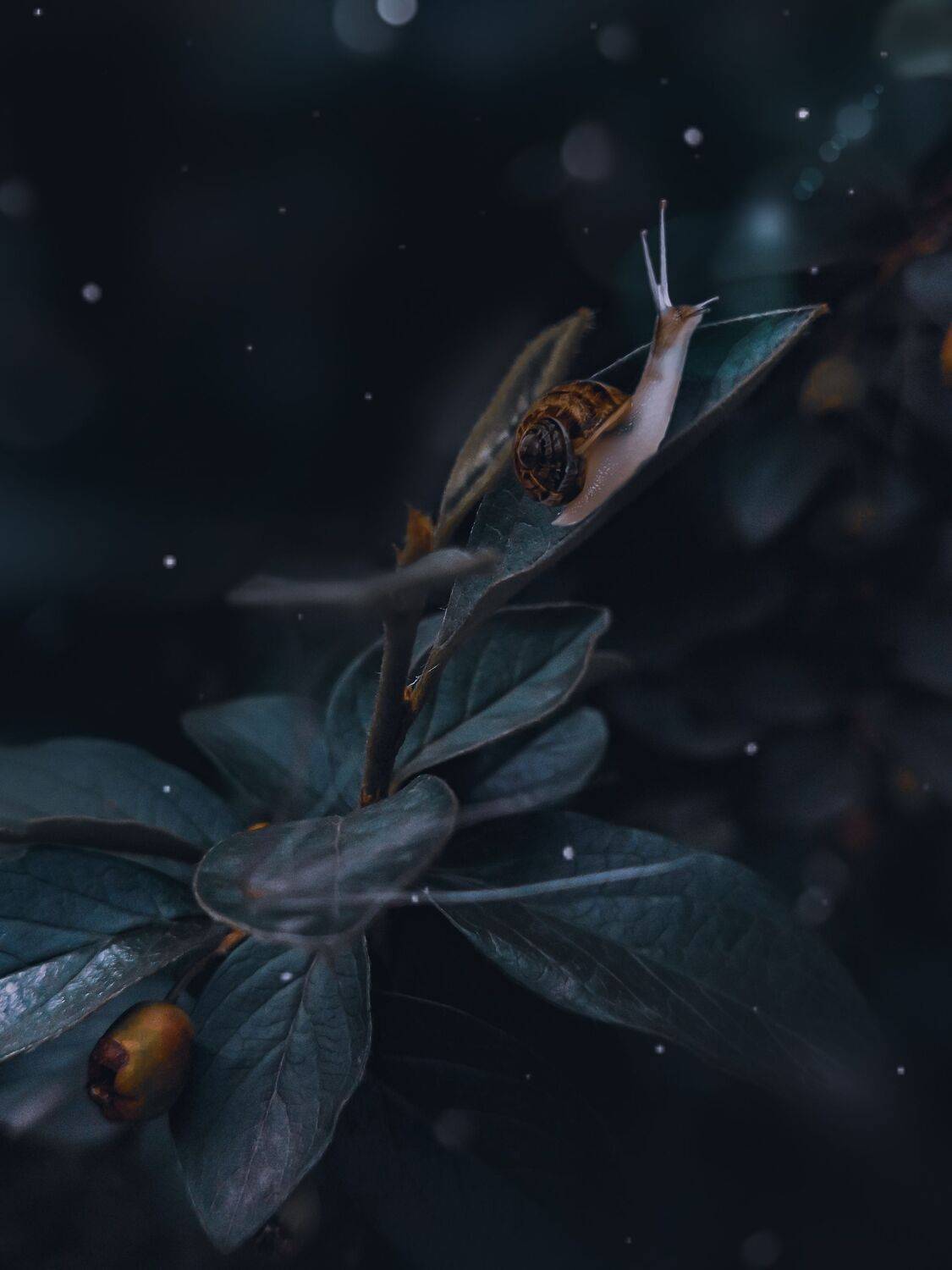 макро,улитка,природа, боке, животные, Olga Smirnova