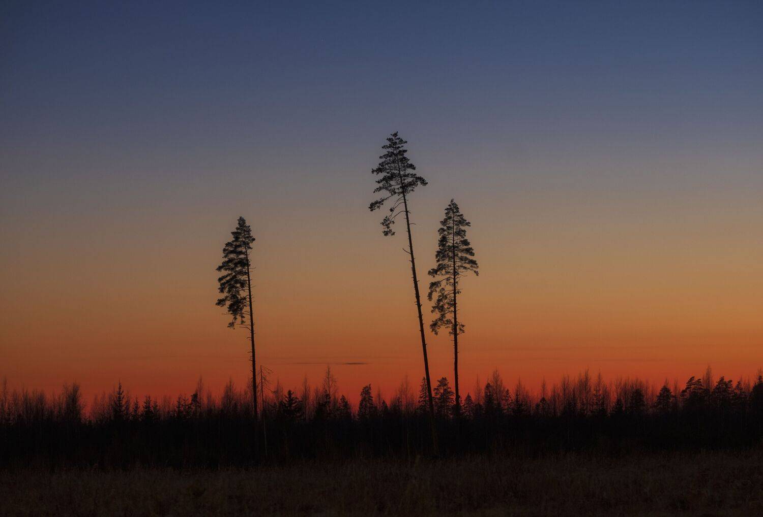 , Светлана Краюшкина