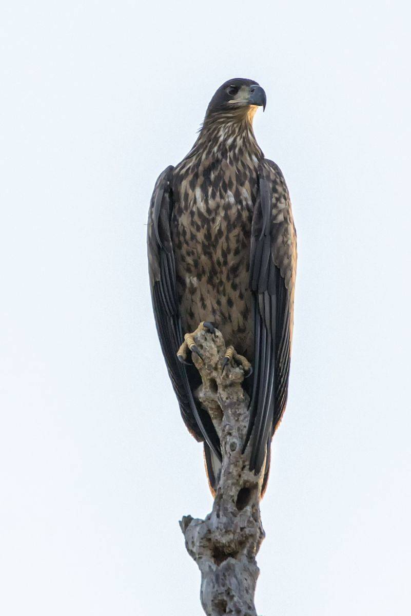 орлан,заповедник,300 водов птиц,фотоохота., Анатолий Салтыков