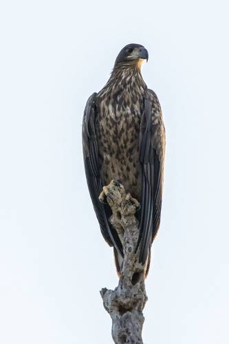 Орлан-белохвост.