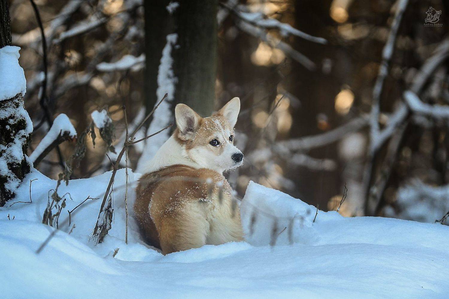, Андрей Ершов