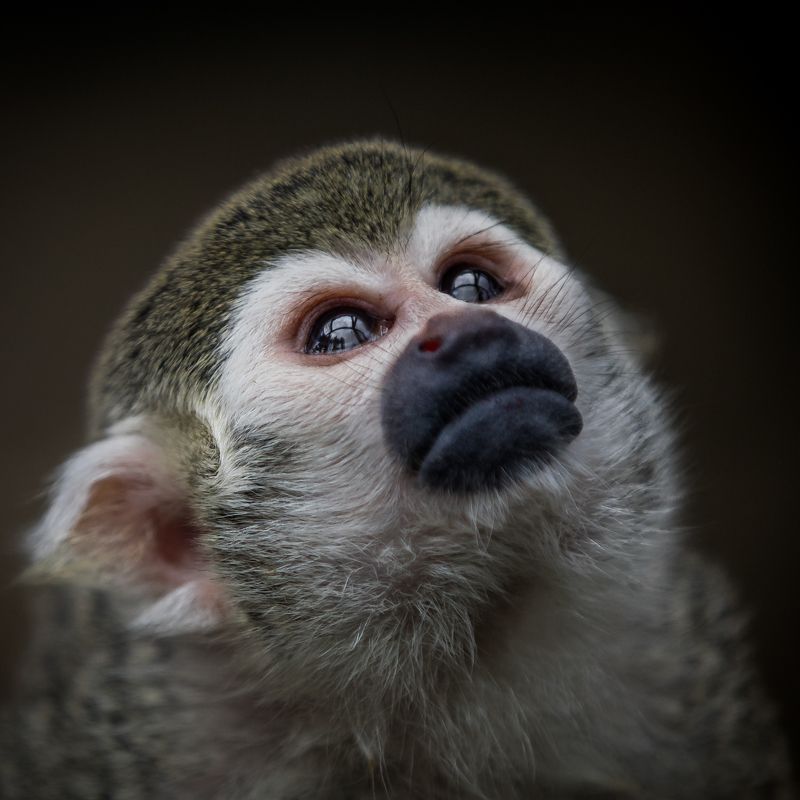 Беличий саймири фото превью