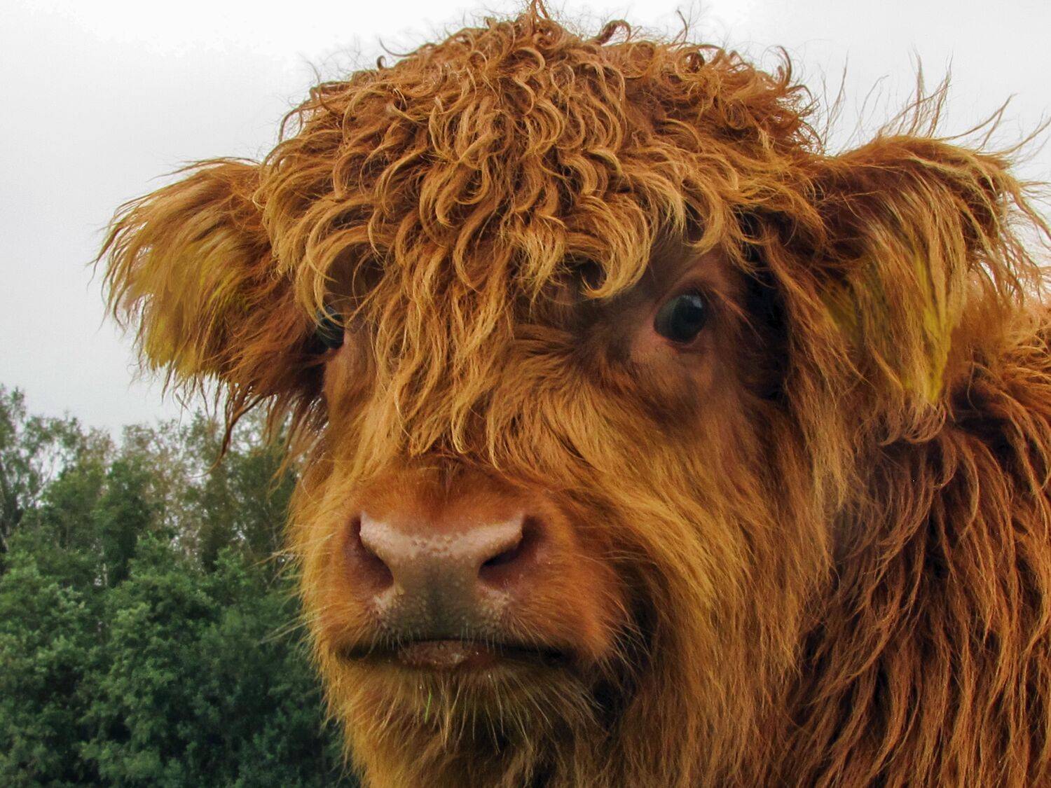 summer landscapes, animals, cows, nature, pastures, rural pastoral, idyll,, DZINTRA REGINA JANSONE