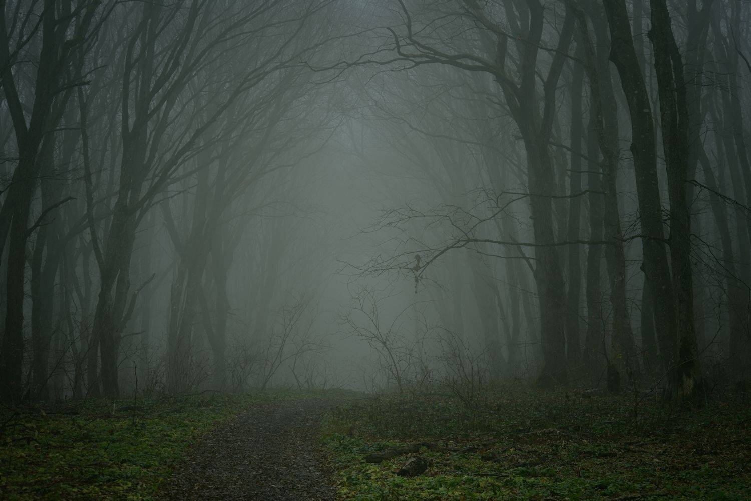 зима туман лес утро, Александр Жарников