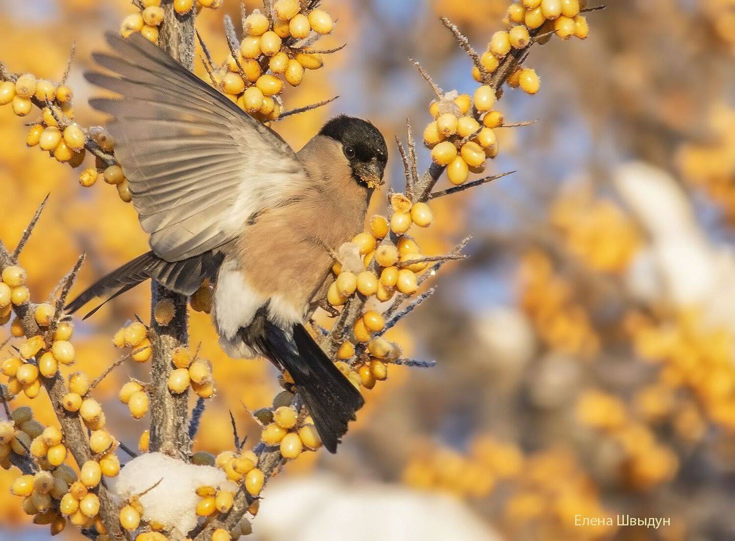 bird of prey, animal, birds, bird,  animal wildlife,  nature,  animals in the wild, снегирь, bullfinch, птицы, птица, Елена Швыдун