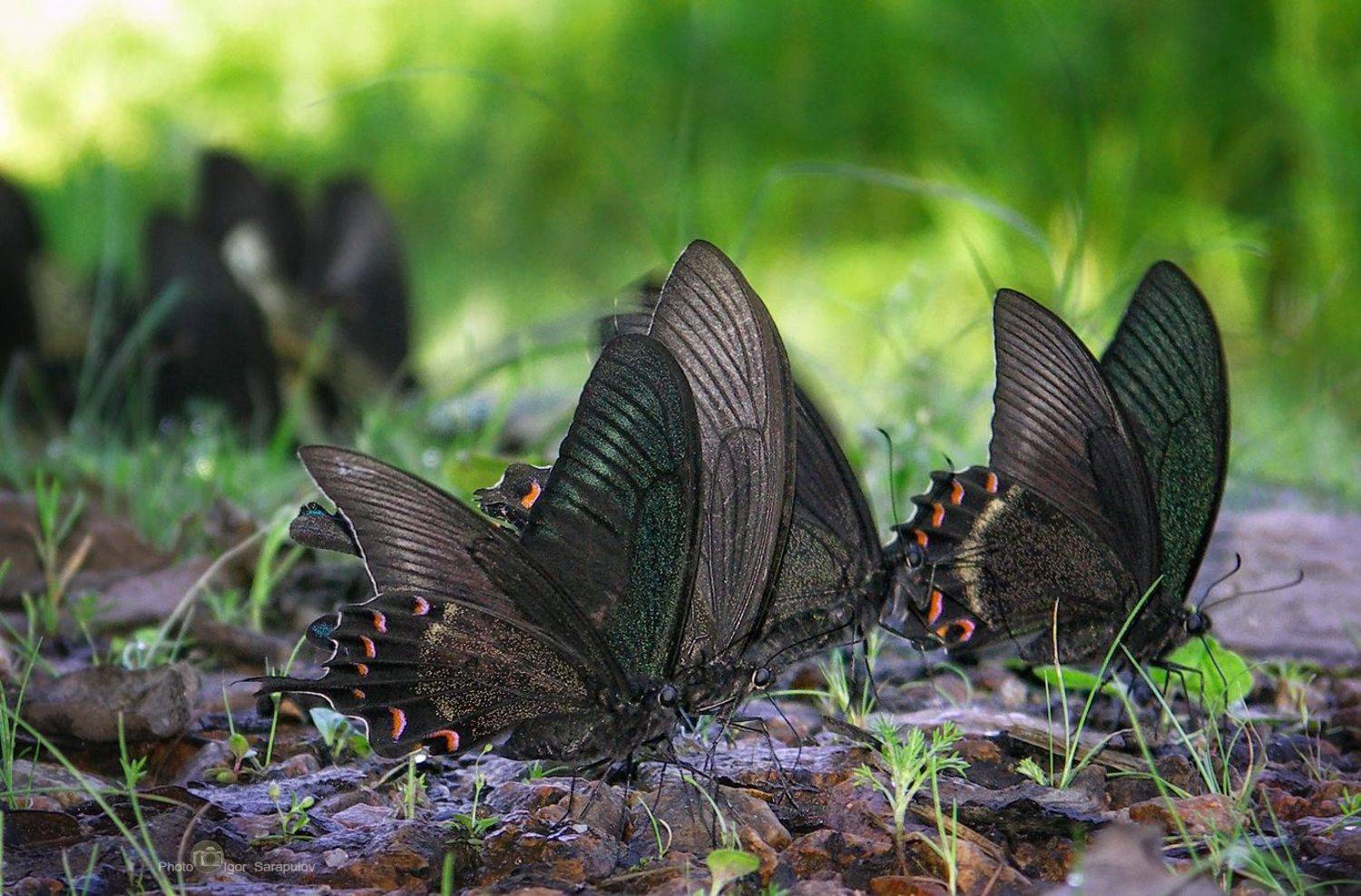 хвостоносец маака, парусник маака,   махаон маака,  papilio maackii, макрофото охота,  паруса,  природа дальнего востока, природа,  крупный план, махаоны, бабочки, приморский край, фото рассказ,  макросъемка, съёмка насекомых, Сарапулов Игорь