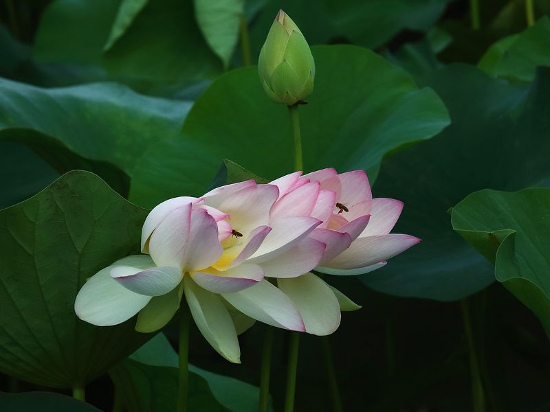 Июльское утро фото превью