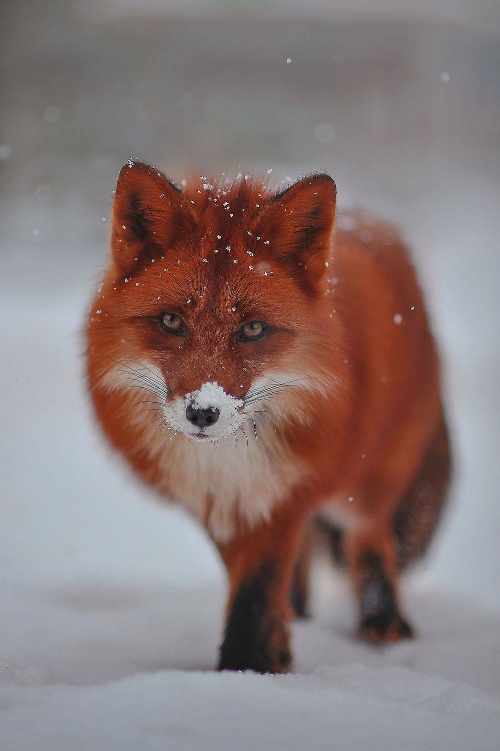 , Ксения Лысенкова