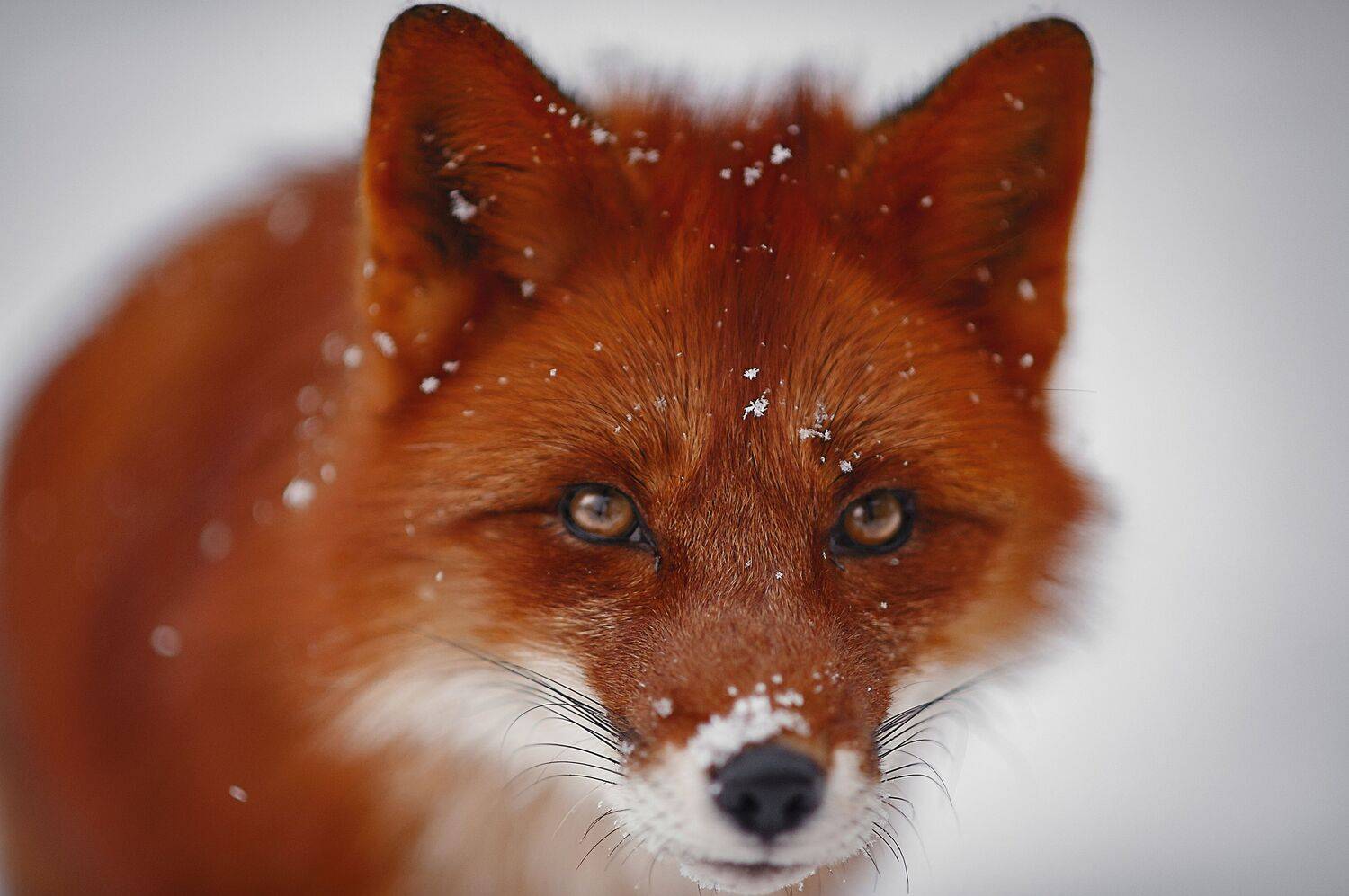 , Ксения Лысенкова