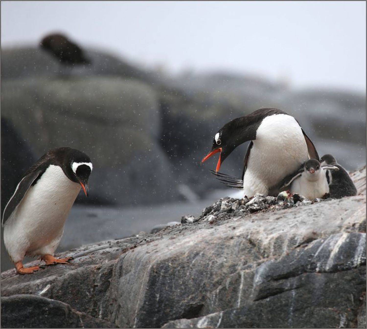 пингвин, пингвины, антарктика,, Вера