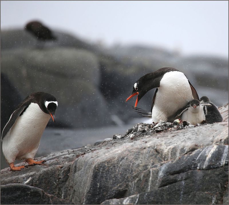 пингвин, пингвины, антарктика, antarctic, penguin Где ты был? фото превью