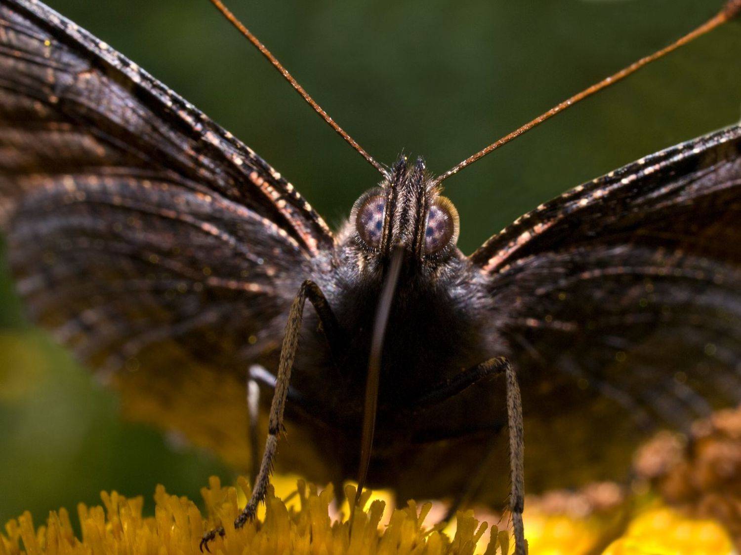 бабочка, павлиний, глаз, Александр Зорин