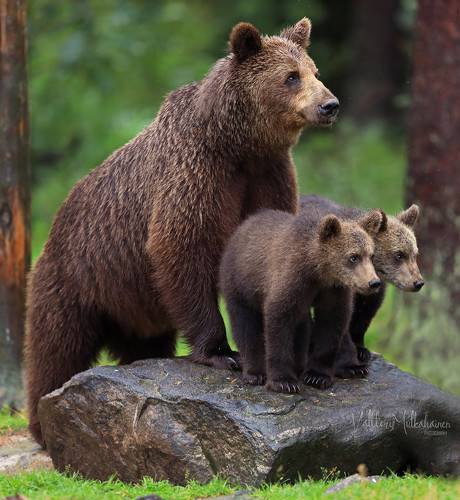Улыбочку, нас фотографируют ...
