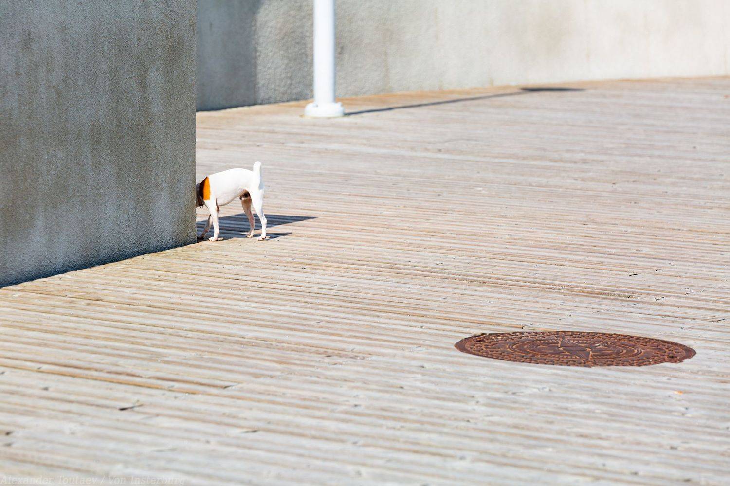 street, street photo, street photography, animal, dog, улица. город, собака, стрит, стрит фото, , АлександрТутаев