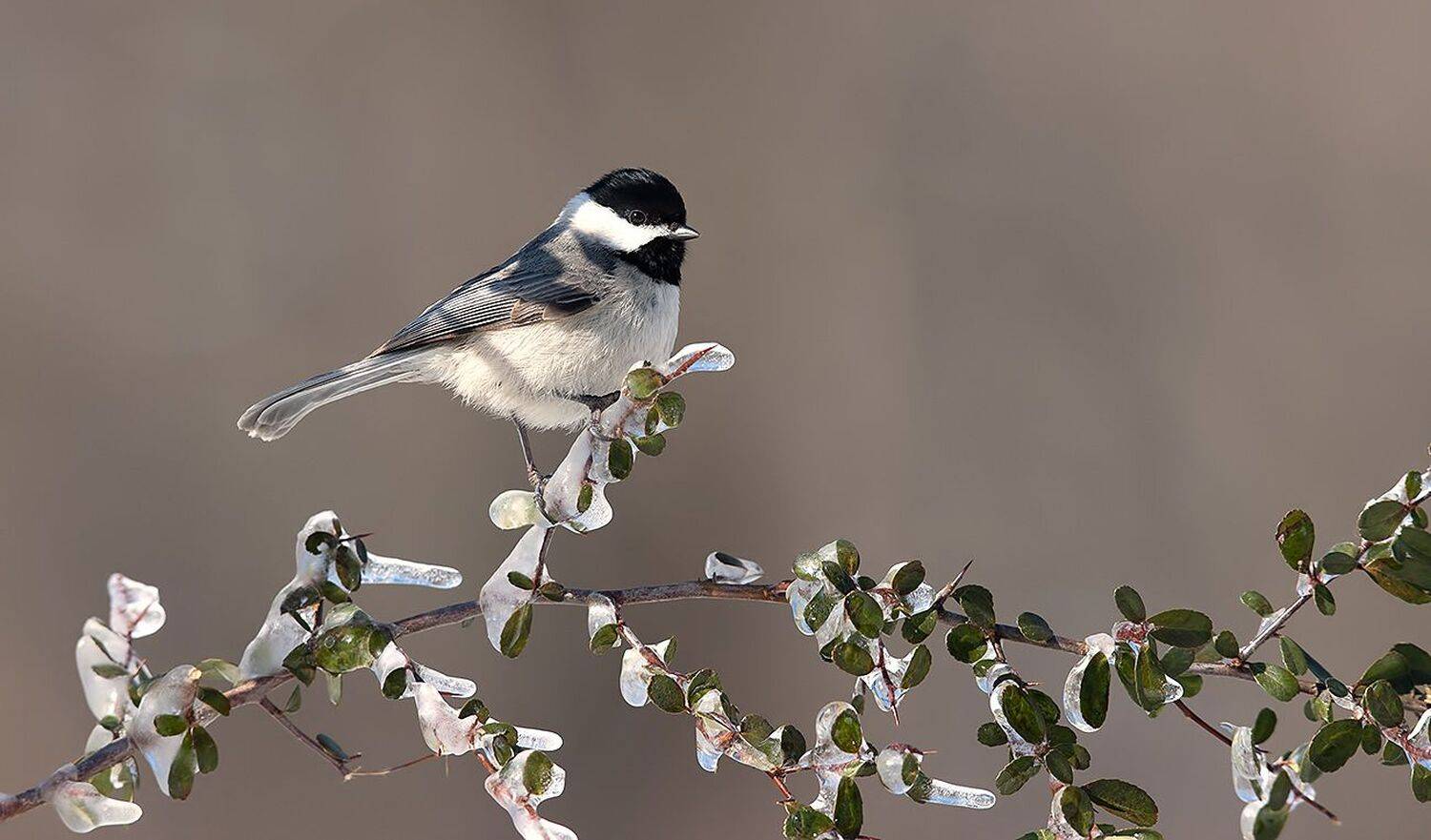черношапочная гаичка, black-capped chickadee, гаичка, зима, chickadee, синичка, Elizabeth Etkind