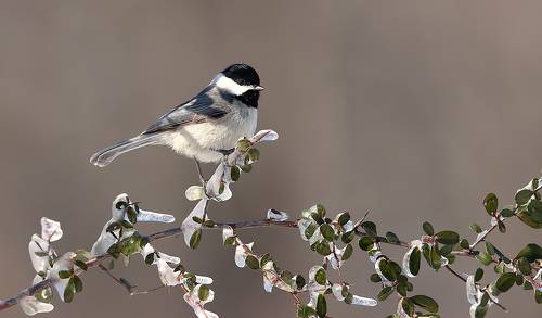 Carolina Chickadee - Каролинская гаичка