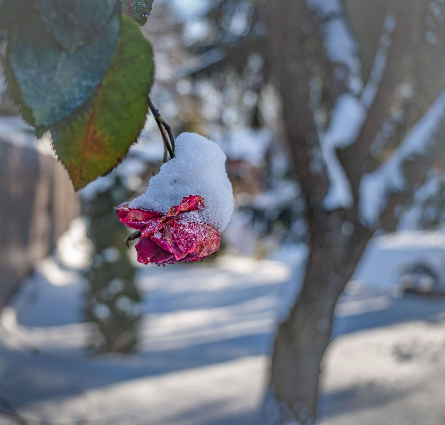 , Курлянцев Алексей