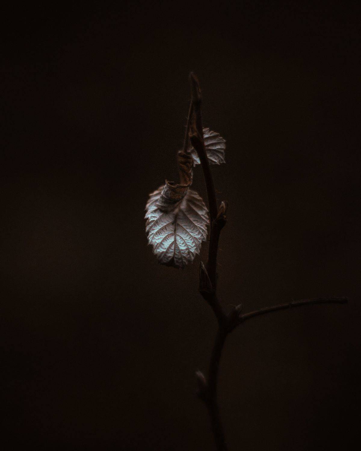 , Максим Салихов