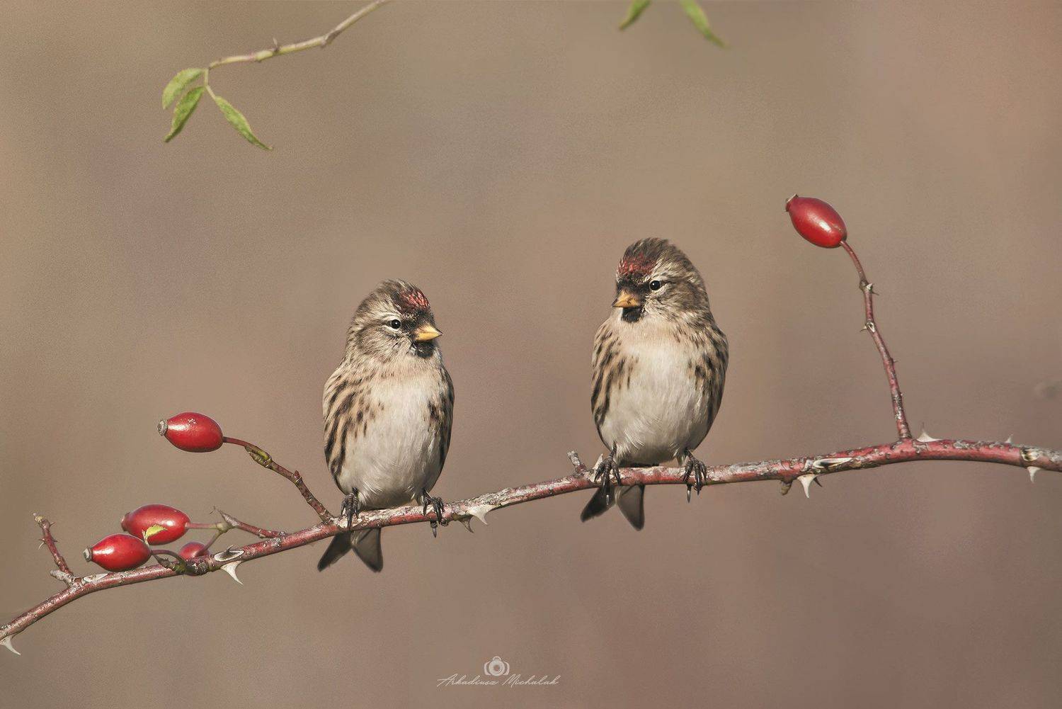 , Arkadiusz Michalak