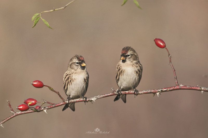 Czeczotka (Acanthis flammea) фото превью