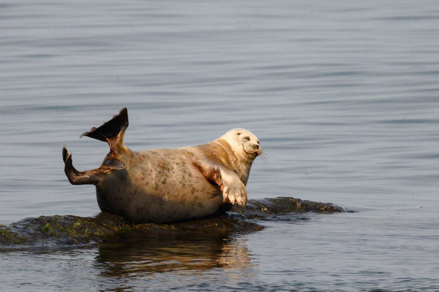 ларга, кольчатая нерпа, охотское море, хабаровский край, животные, Владимир Чебанов