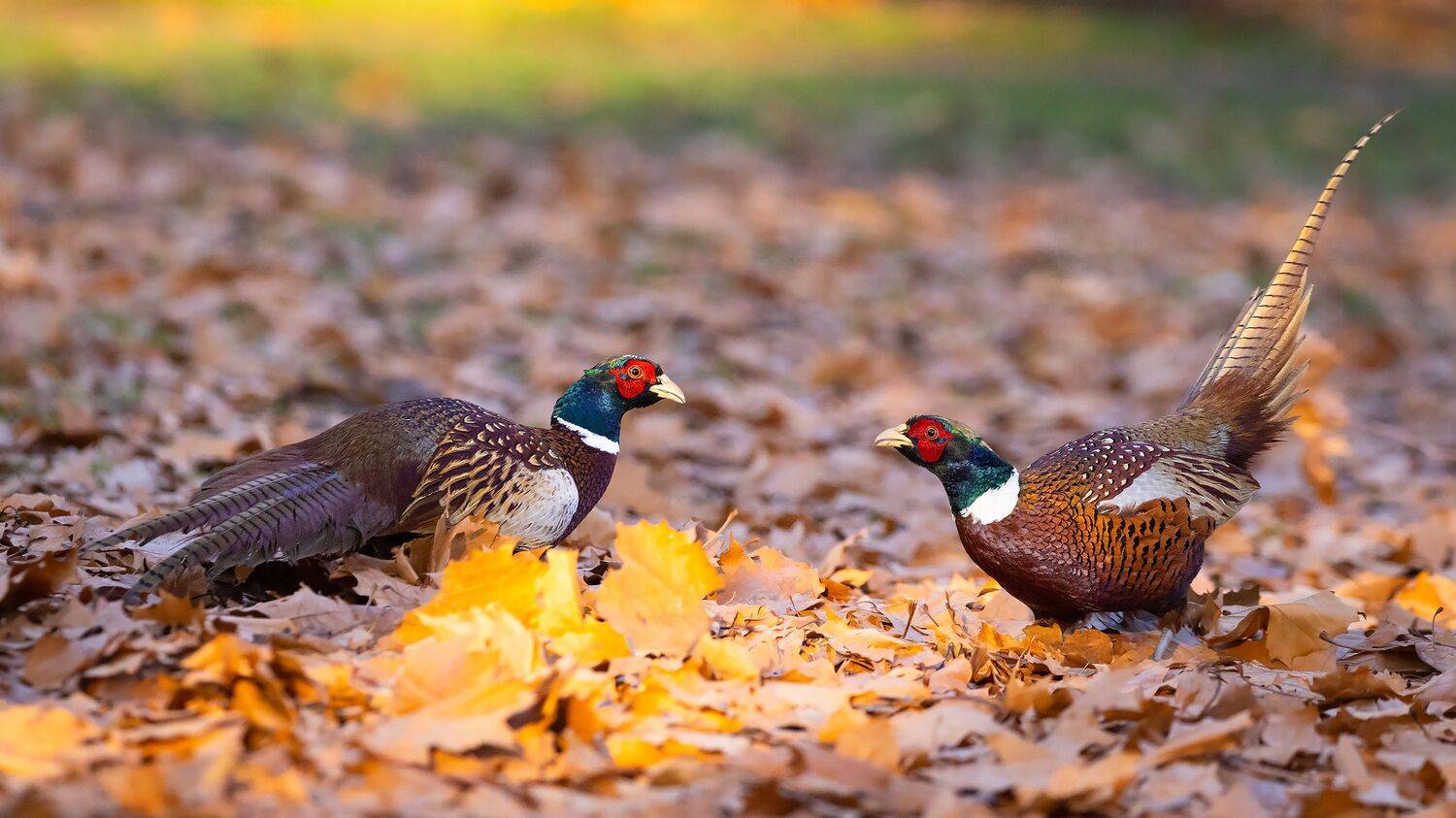 Call to arms. Автор: Robert Adamec , Robert Adamec