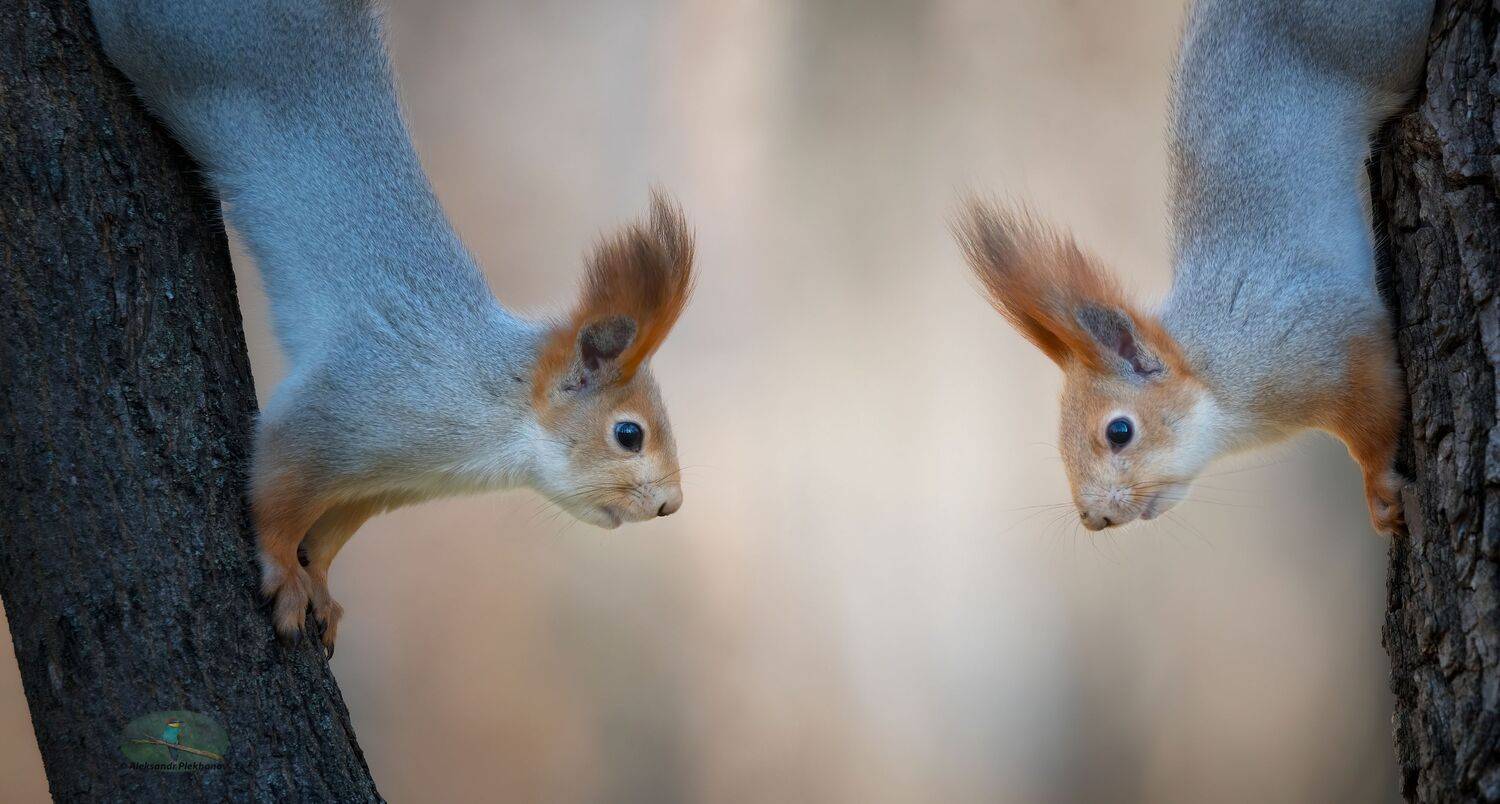 , Alexander Plekhanov