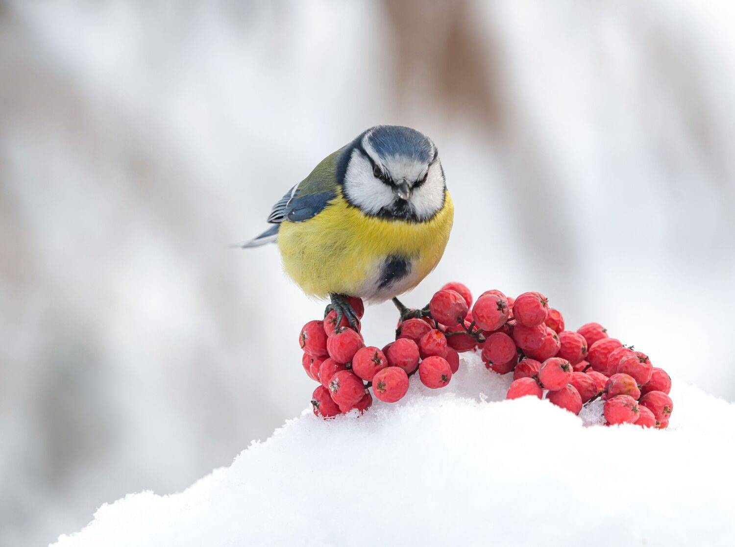 птицы,природа, зима, Андрей Киселёв