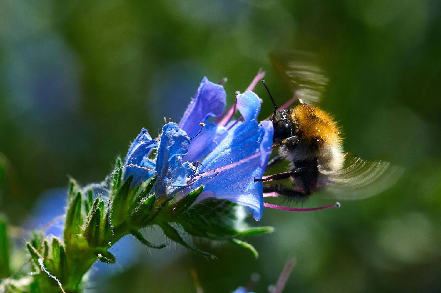 , Владимир Краснов