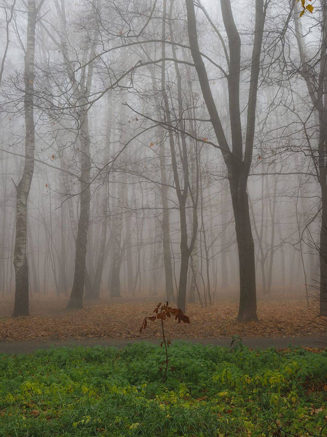 , Сергей Духанин