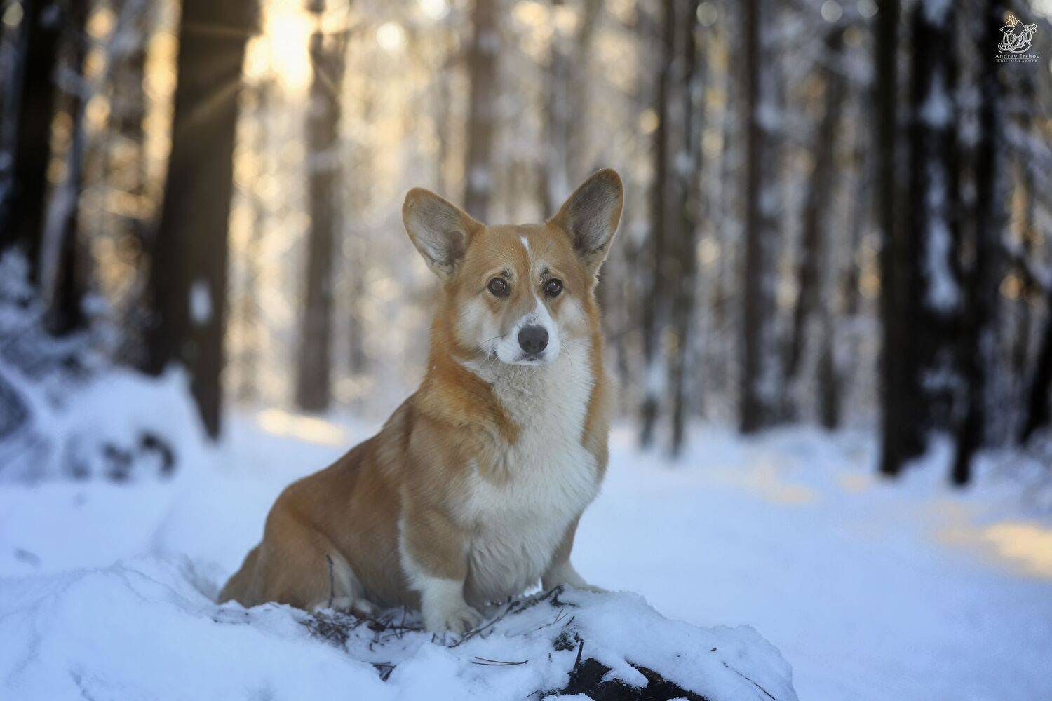 , Андрей Ершов