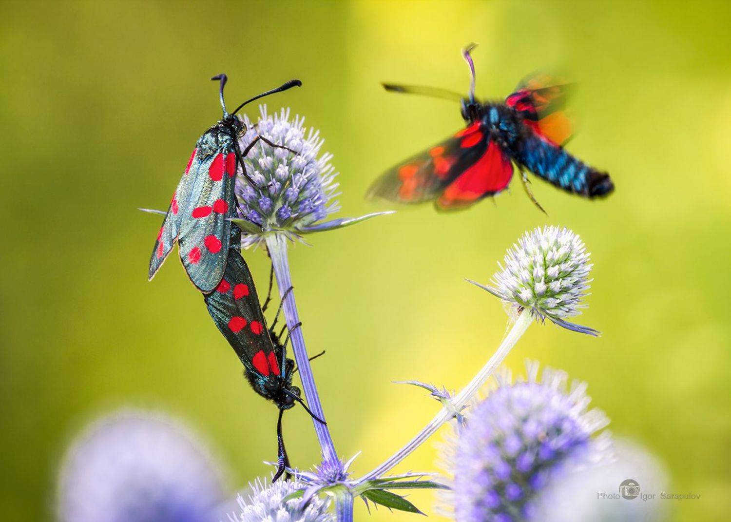 бабочки, пестрянка таволговая, zygaena filipendulae, макрофото охота, цветение,  пятна,   синеголовник, размножение, природа, пестрянка,  насекомые, макро, крылья, вкус, вид, спаривание,  белгородская область, акробатика, zygaena, eryngium planum, Сарапулов Игорь
