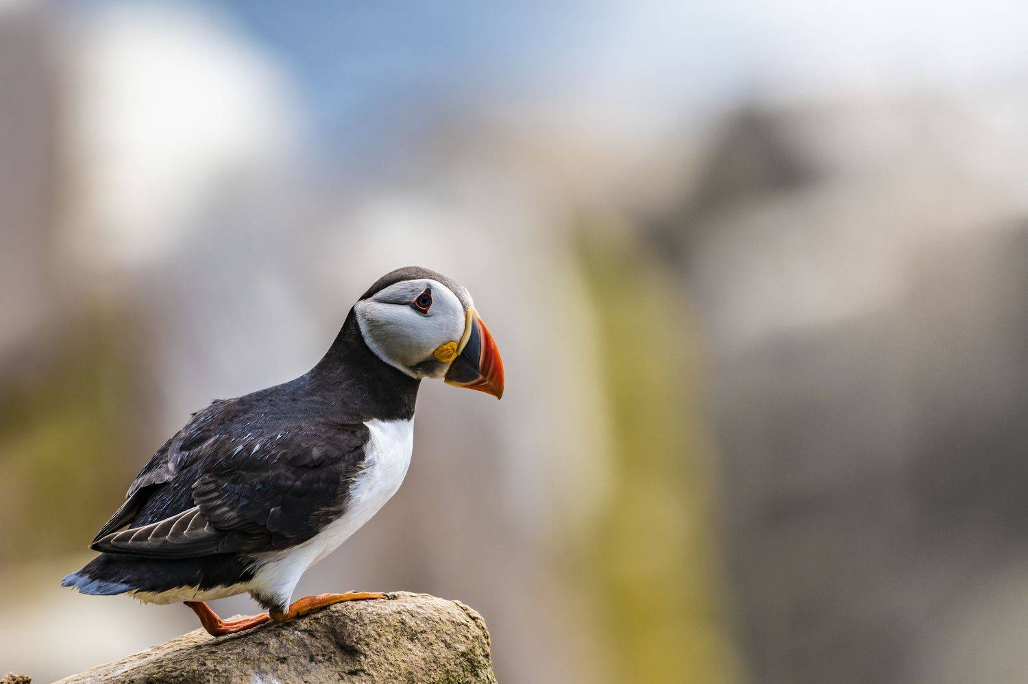 puffin, auk, birds, nature, animals, wildlife, colours, summer, rock, wings, flight, nikon, ireland,, Vitaliy Tuzov