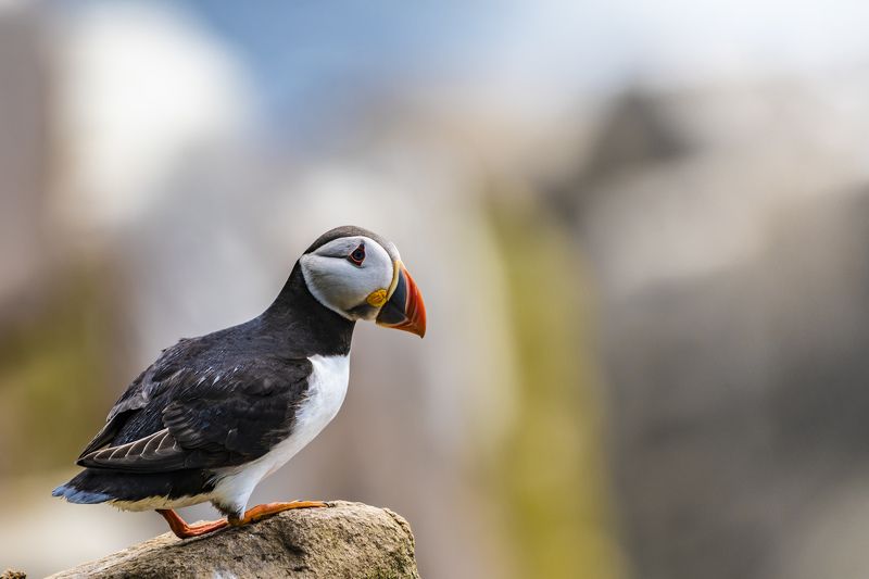 puffin, auk, birds, nature, animals, wildlife, colours, summer, rock, wings, flight, nikon, ireland, Puffin (Тупик). On the Rock фото превью