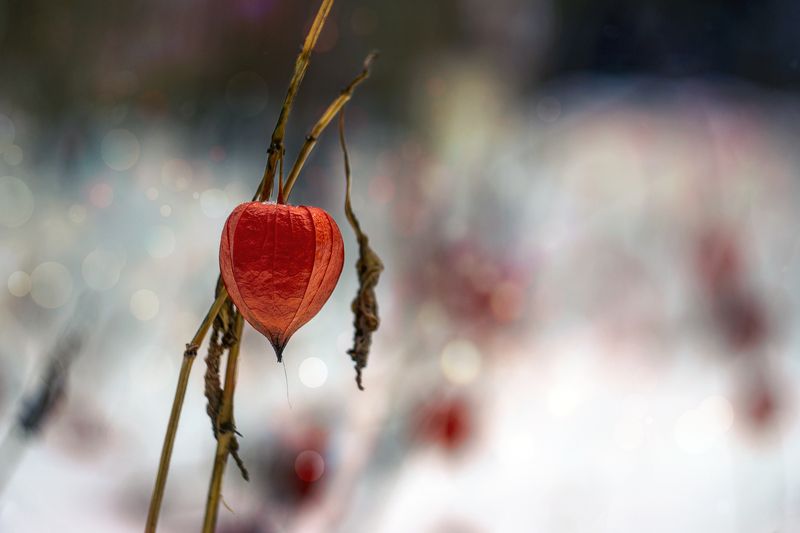 Предновогодний мотив.. фото превью