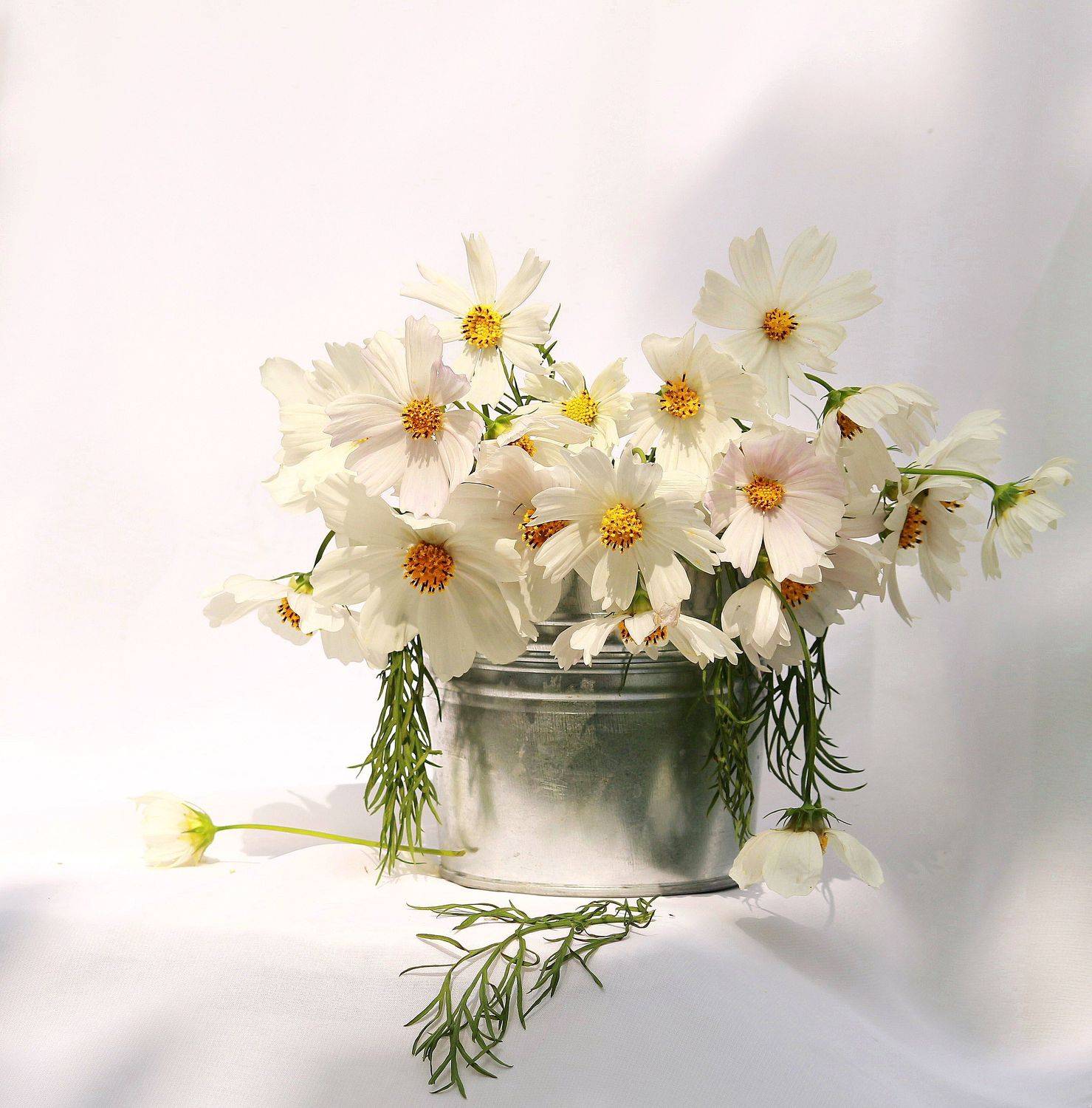 натюрморт, фотонатюрморт, лето, космея, наталья казанцева, Наталья Казанцева