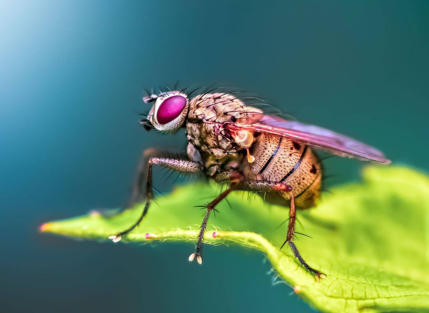 insect, beetle, fly, leaf, bug, bugs, leaf, grass, macro, spring, love,, Atul Saluja